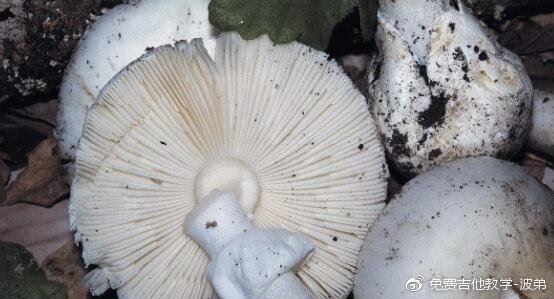 世界上最毒的蘑菇，致命白毒伞(食用死亡率高达95%)