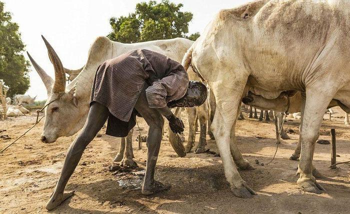非洲养出了世界最牛的牛, 2米长长角堪比象牙, 当地人手持AK保护