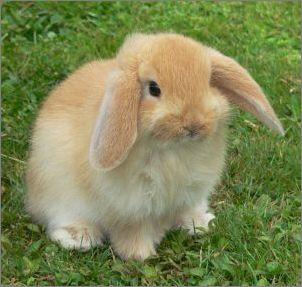 迷你垂耳兔超可爱，是垂耳兔哦，可不是普通的兔子