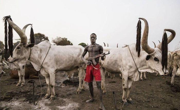 非洲养出了世界最牛的牛, 2米长长角堪比象牙, 当地人手持AK保护