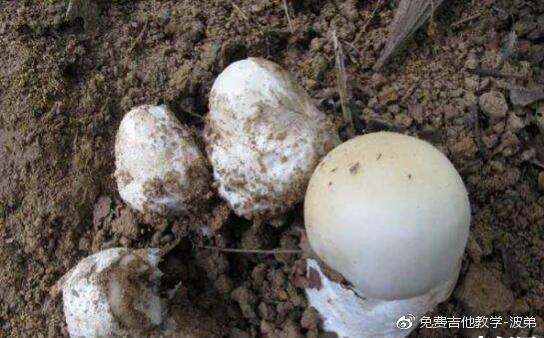 世界上最毒的蘑菇，致命白毒伞(食用死亡率高达95%)