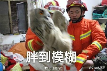 囧哥:要帮你介绍对象吗？你就回“我对象永远停在17岁”