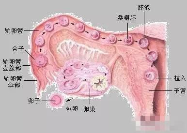 女人有这感觉就是受精卵着床！就意味着你要做妈妈啦！