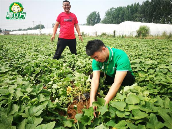 红薯是怎么传入中国的？一只小红薯带了解红薯的发展史