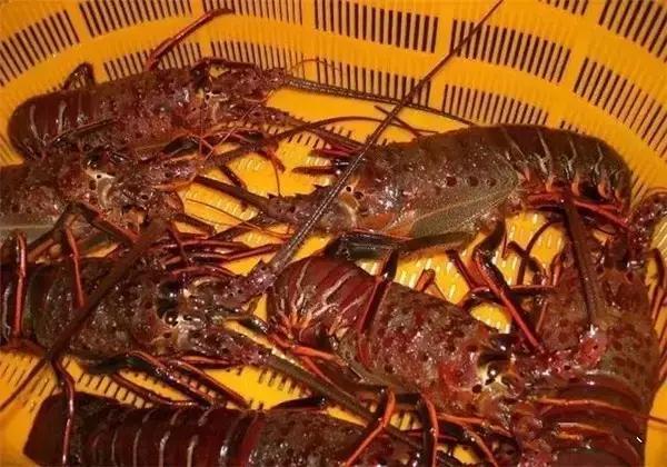 龙虾大全！这么多种龙虾你都吃过吗？