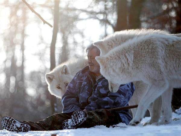 老人加入狼群40年被封狼王, 每天吃生肉, 统领狼群13年