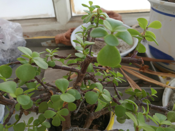 下午欣赏金枝玉叶