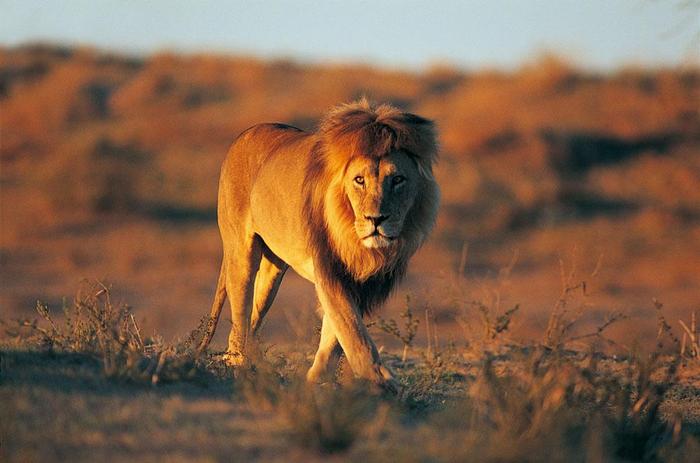 狮子哄叫含有什么意思？带你进入狮群中探索，寻找狮子内在的秘密