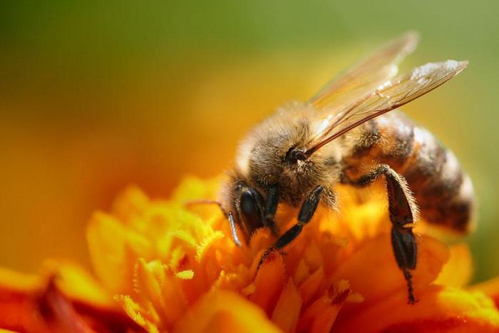 蜜蜂对人类的价值远超预期，知道它的药用价值有多高吗？