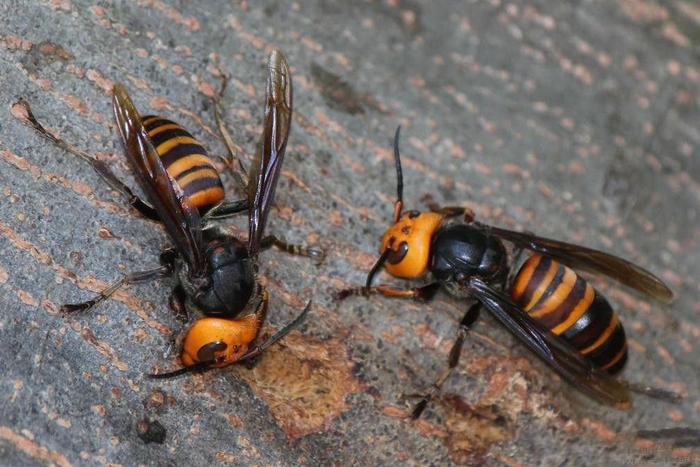 世界级致命毒蜂: 中国大虎头蜂入侵欧洲, 每天吃掉50只蜜蜂