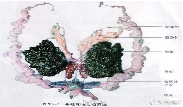 吓懵！牛蛙肚中吃出一坨“方便面”！一大波吃货正赶来……