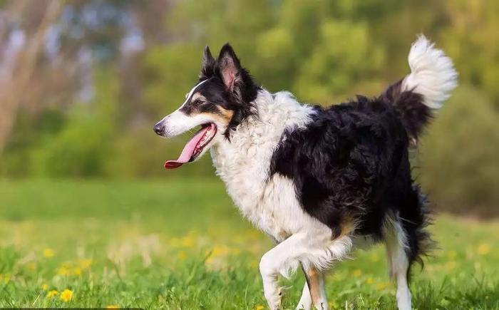 犬界十大温柔狗狗排名 看到第一名我觉得实至名归