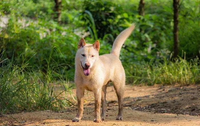 犬界十大温柔狗狗排名 看到第一名我觉得实至名归