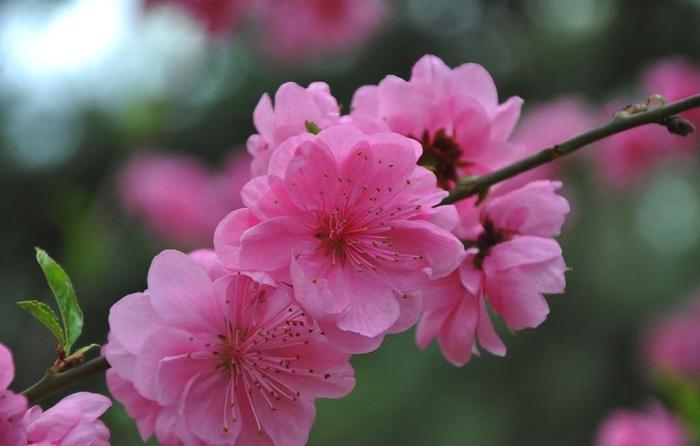 春节游粤北：阳山—生态农场 节日里浓情暖色