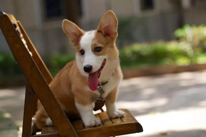 犬界十大温柔狗狗排名 看到第一名我觉得实至名归