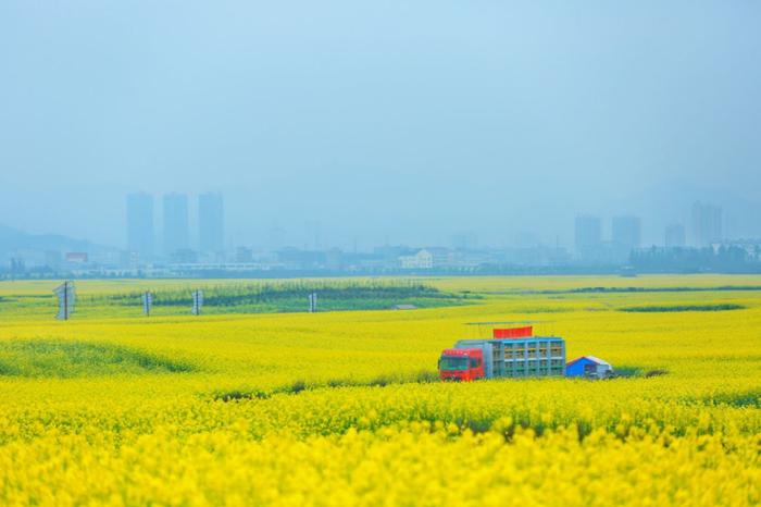 中国最大油菜花田已上线，错过要再等一年