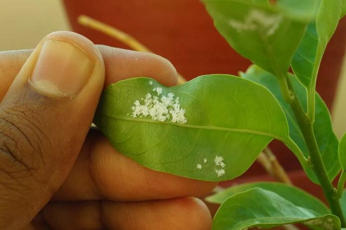 在室内养茉莉花掌握7个技巧，盆栽养着也不担心没有花朵