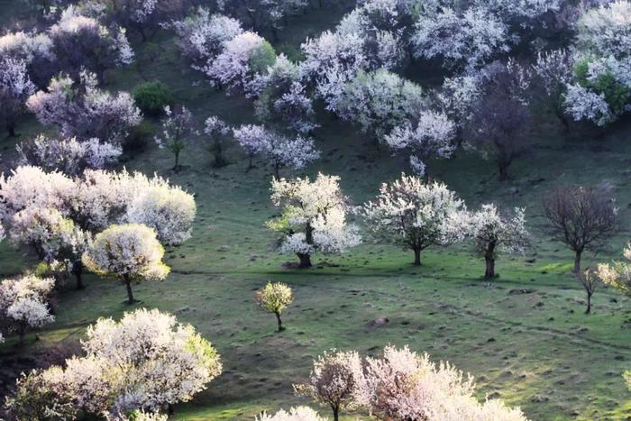 新疆的春天叫伊犁！花海、草原、原野组成了一幅人间最美的画卷