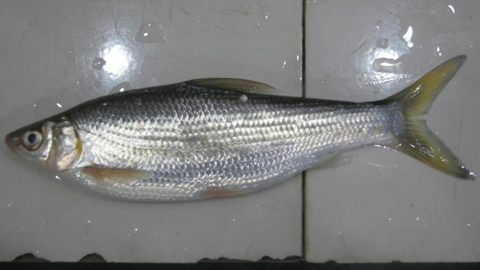 我国天南海北淡水鱼种类繁多，你都认识吗？看这些图就懂了（下）