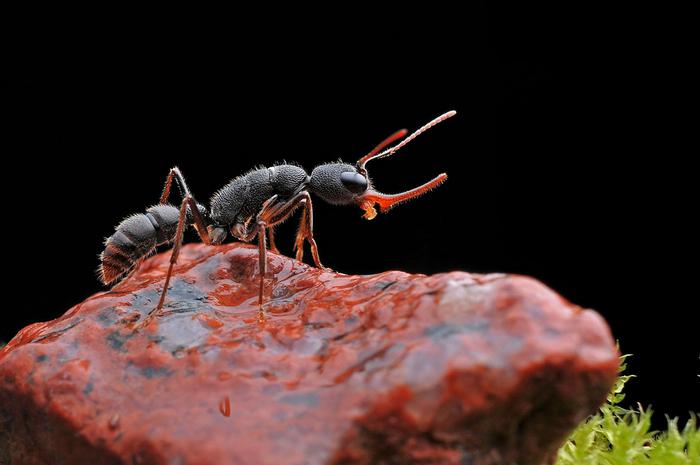 猛蚁虽然幼小，却力气比人的力气大，是一类潜在天敌里的昆虫！