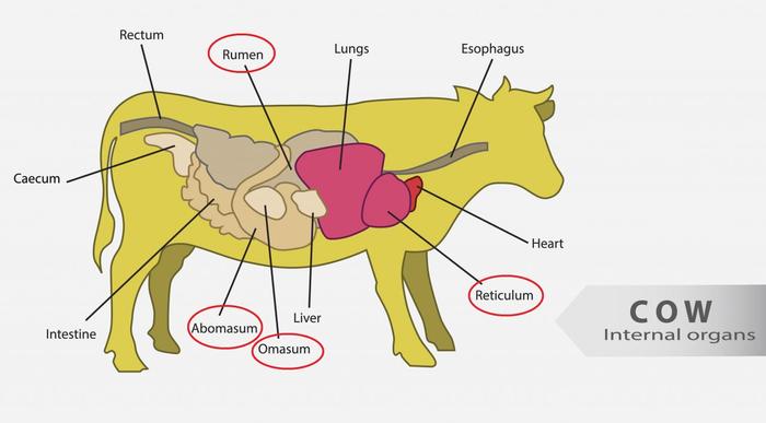 牛百叶是牛哪部位？牛的4个胃你知是什么食物吗？但有一个要少吃