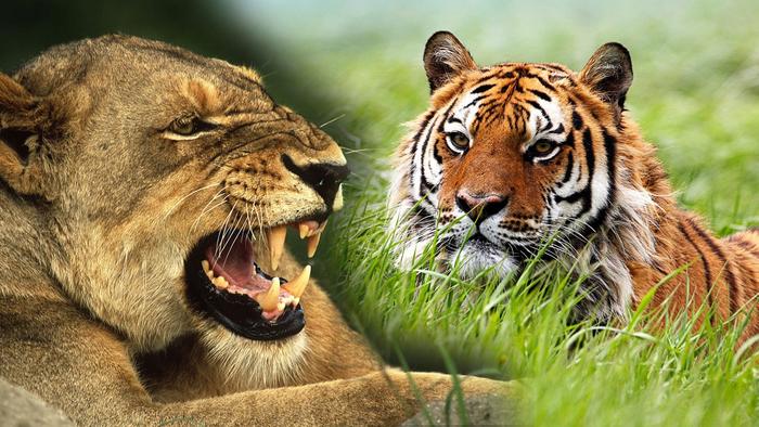 脑洞大开：老虎狮子与同等体型的猛龙相比，哪个厉害？