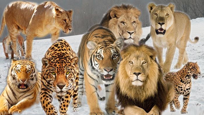 猫科动物十大战力排行，雄狮第三，第一名应该没有争议