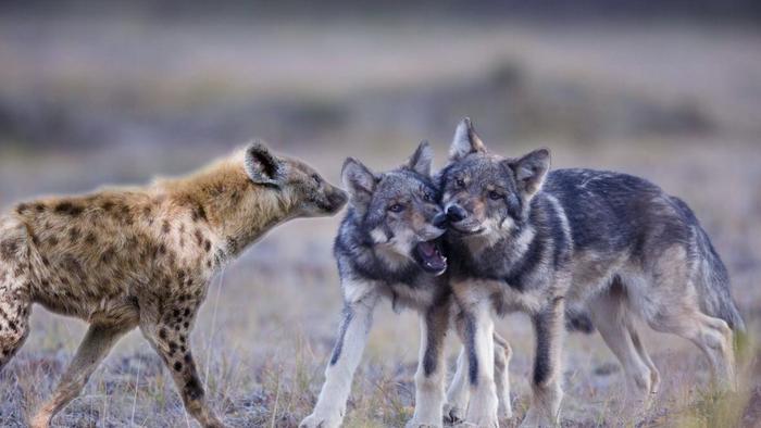 当北美灰狼群遇上非洲鬣狗群，狼群会被秒掉吗？