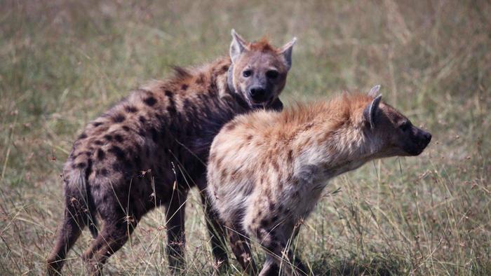 当北美灰狼群遇上非洲鬣狗群，狼群会被秒掉吗？