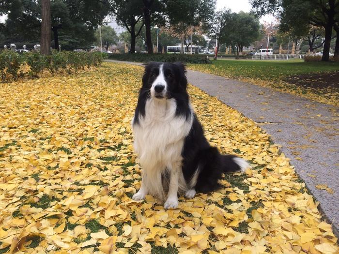 边境牧羊犬全面养护手册：边牧是最聪明的狗没有之一！