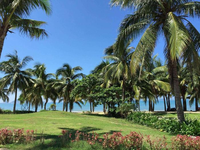椰梦长廊, 一排排的椰子树成了三亚不同于国内其他城市的专属标记