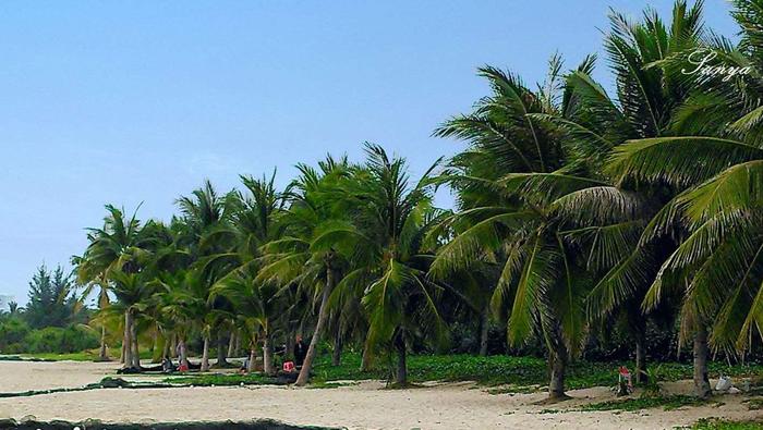 椰梦长廊, 一排排的椰子树成了三亚不同于国内其他城市的专属标记