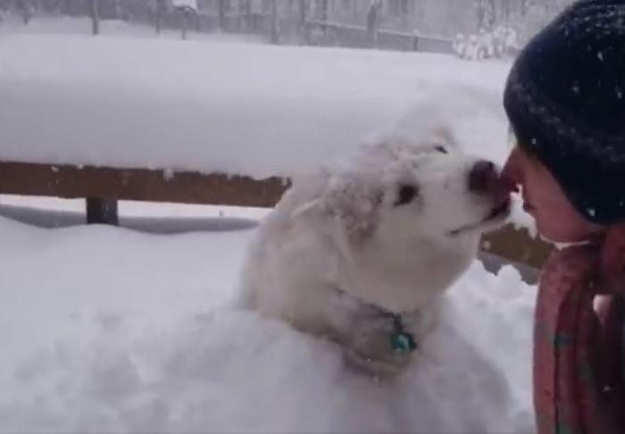 哈士奇把主人堆的雪人弄没了，于是主人一生气把二哈堆成了雪狗