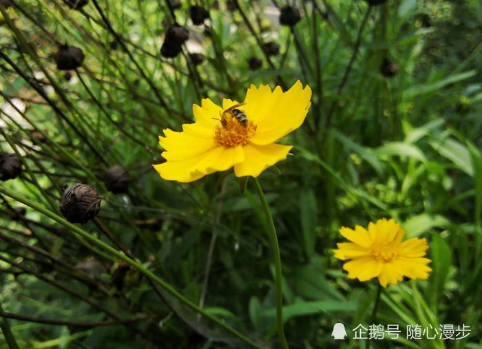 美图省级湿地公园，潍坊大于河湿地公园的春夏秋冬