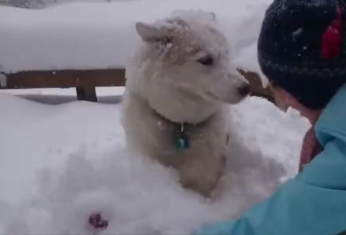 哈士奇把主人堆的雪人弄没了，于是主人一生气把二哈堆成了雪狗