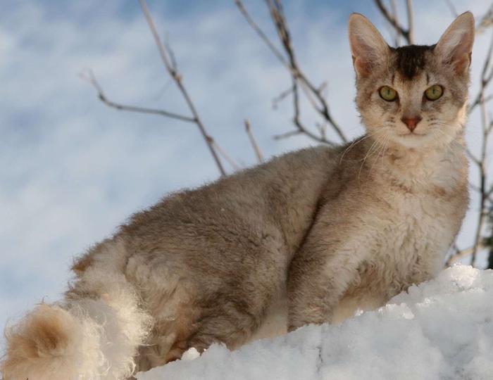 世界十大最名贵猫排行，最贵一只超过2万美元