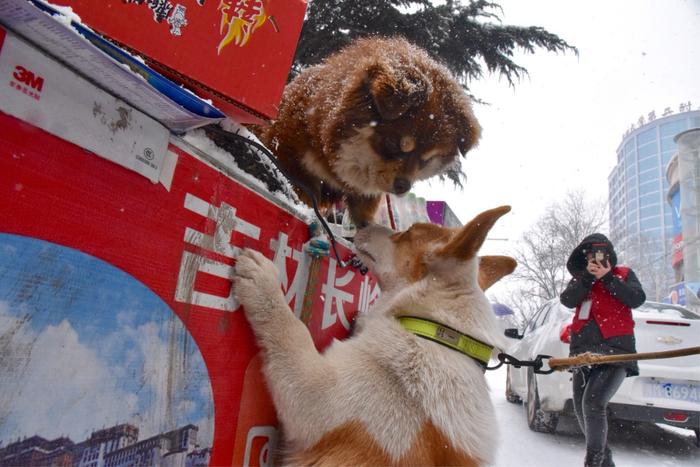 东北小伙徒步进藏途径义马310国道遇雪，小城义马暖心好客获赞！