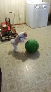 你们看这狗子的运球技术，代表汪星人打职业够不够格？
