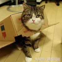 猫咪差点被纸箱子害死，为什么还是对它爱不释手？
