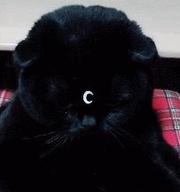 养只黑猫是种什么体验？贴个小月牙就是包青天，毫无违和感！