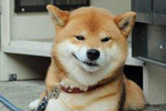 柴犬一爪子推倒数千块多米诺骨牌,成就感爆棚