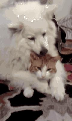 萨摩耶抱着猫给它舔毛，结果却被嫌弃的一把推开：你的口水太多！