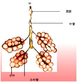 乳房的结构——腺体组织
