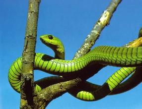 非洲海蛇荒芜·生态危机与人类反思