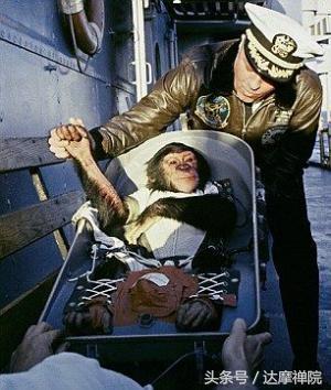 史上首次进入太空的“动物宇航员”-黑猩猩-哈姆(Ham)