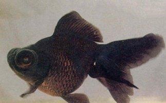 观赏鱼身上长黑点黑斑或褪色是什么原因造成的？怎么办？