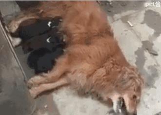 狗妈找食物受伤，拖着身体回到奶狗身边，只为最后奶一次孩子