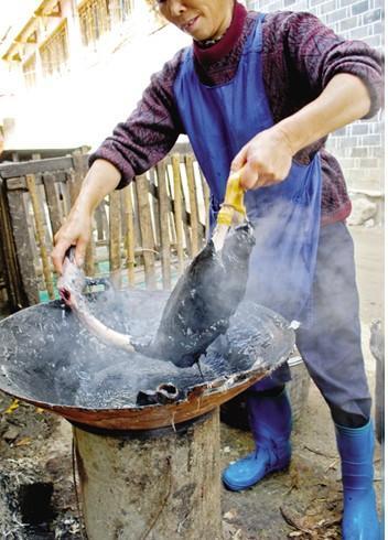 鸭子好吃毛难拔——“松香沥青鸭”你还敢吃吗？