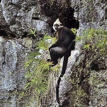 五种濒临灭绝的动物，金头猴只剩不到70只