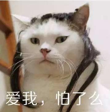 猫咪睡姿究竟可以有多奇葩